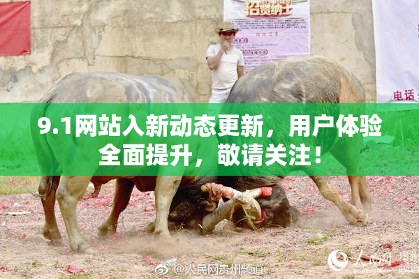 9.1网站入新动态更新，用户体验全面提升，敬请关注！