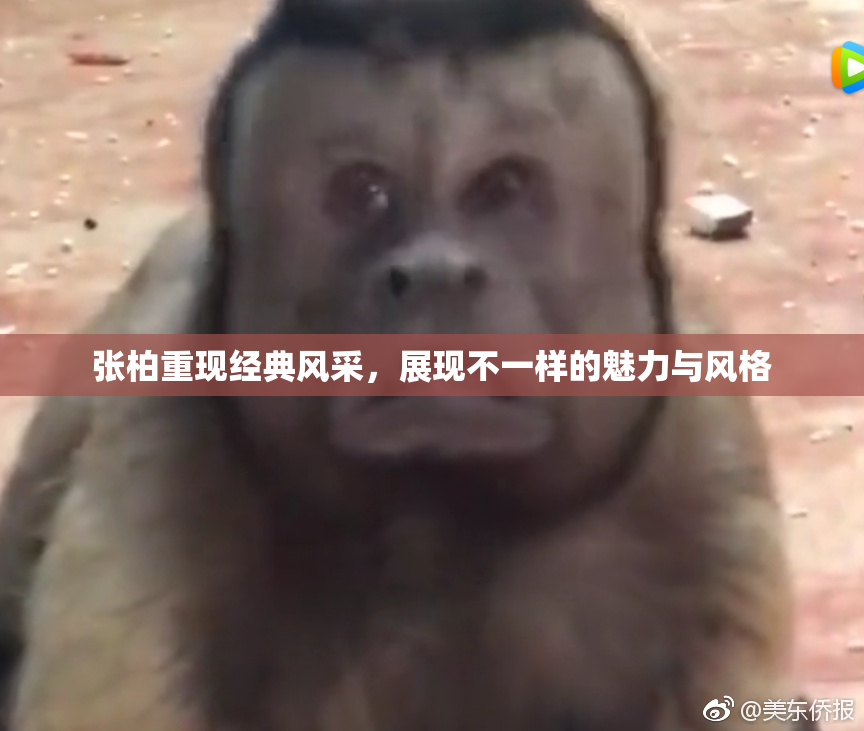 张柏重现经典风采，展现不一样的魅力与风格