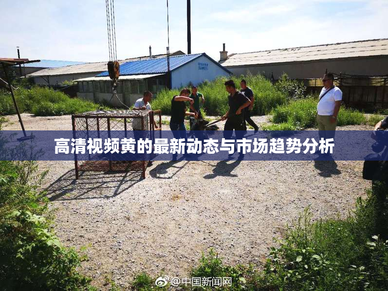 高清视频黄的最新动态与市场趋势分析