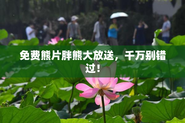 免费熊片胖熊大放送，千万别错过！