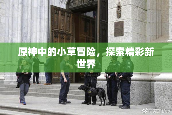 原神中的小草冒险，探索精彩新世界