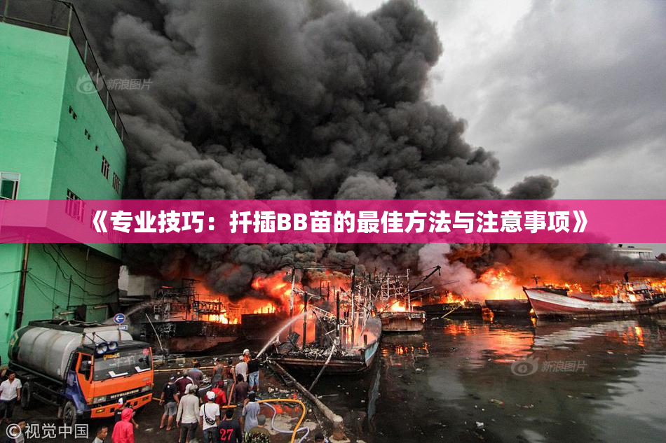《专业技巧：扦插BB苗的最佳方法与注意事项》