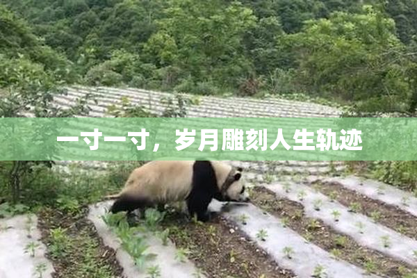 一寸一寸，岁月雕刻人生轨迹