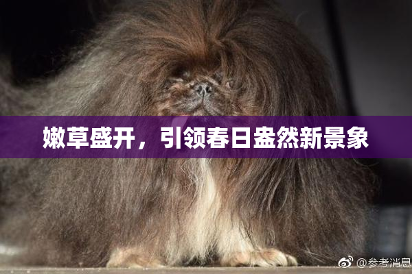 嫩草盛开，引领春日盎然新景象