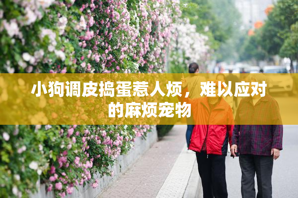 小狗调皮捣蛋惹人烦，难以应对的麻烦宠物