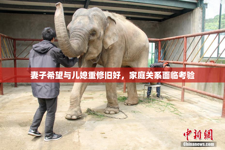 妻子希望与儿媳重修旧好，家庭关系面临考验