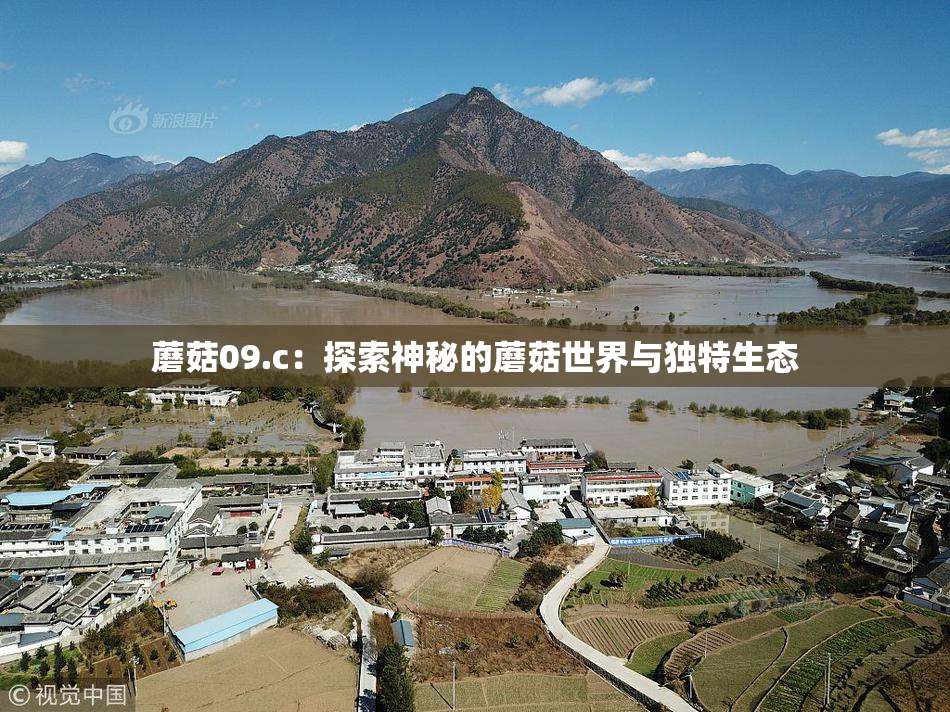蘑菇09.c：探索神秘的蘑菇世界与独特生态