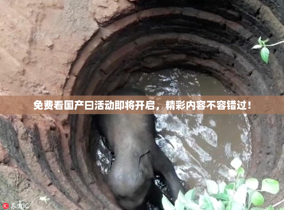 免费看国产曰活动即将开启，精彩内容不容错过！