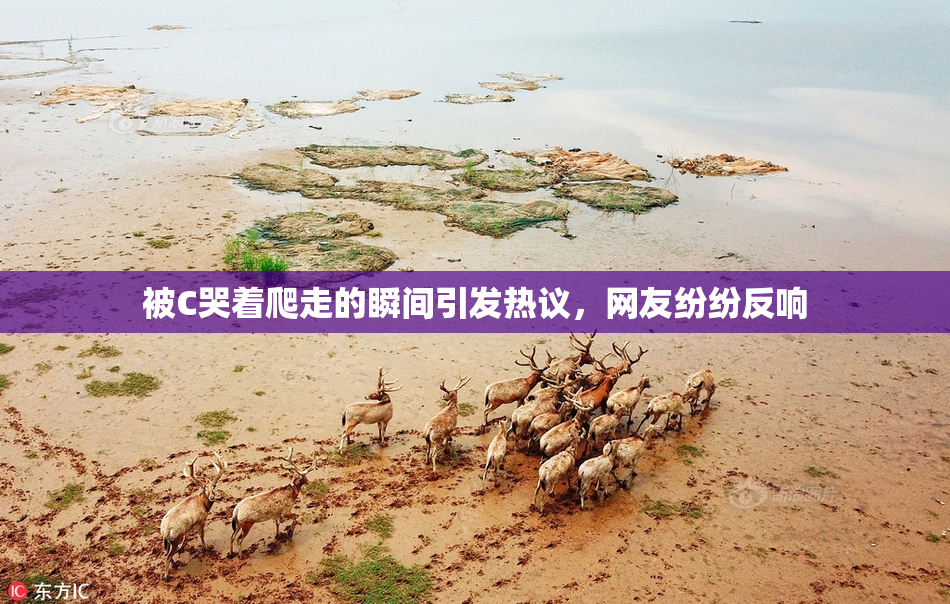 被C哭着爬走的瞬间引发热议，网友纷纷反响