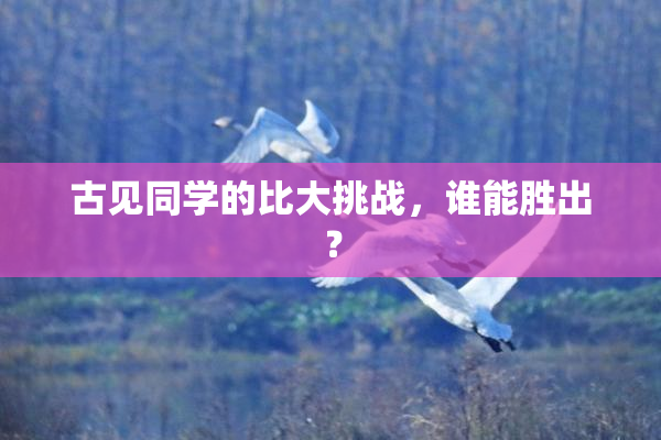 古见同学的比大挑战，谁能胜出？