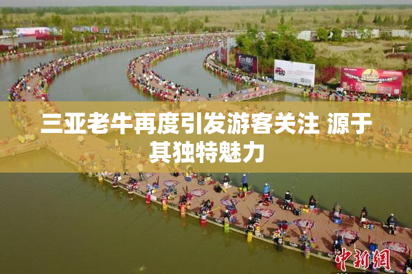 三亚老牛再度引发游客关注 源于其独特魅力