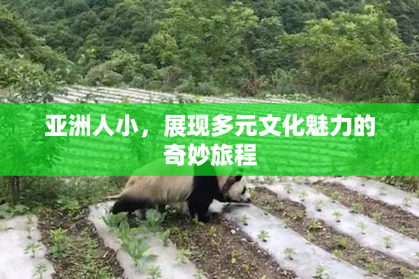 亚洲人小，展现多元文化魅力的奇妙旅程