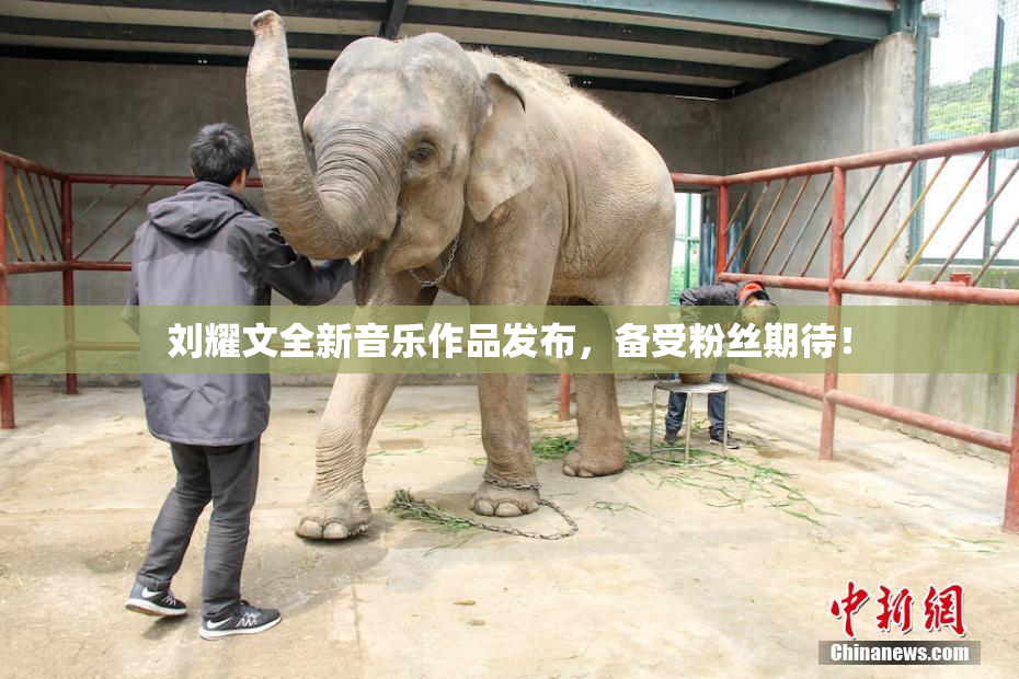 刘耀文全新音乐作品发布，备受粉丝期待！