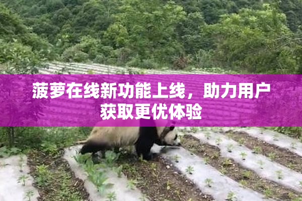 菠萝在线新功能上线，助力用户获取更优体验