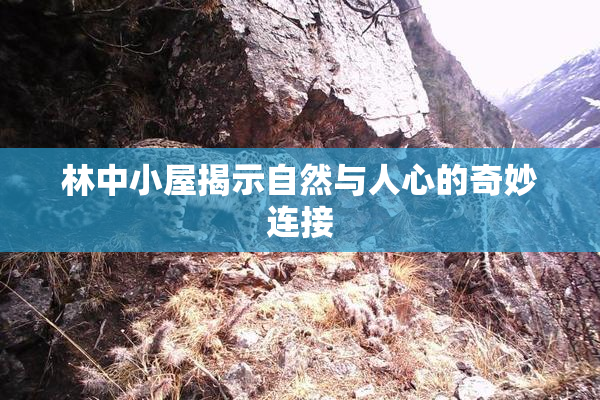 林中小屋揭示自然与人心的奇妙连接