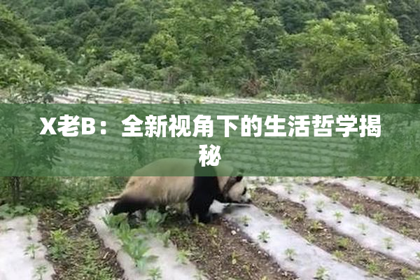 X老B：全新视角下的生活哲学揭秘