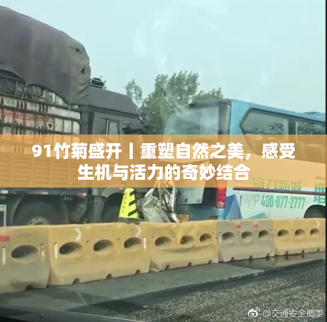 91竹菊盛开丨重塑自然之美，感受生机与活力的奇妙结合