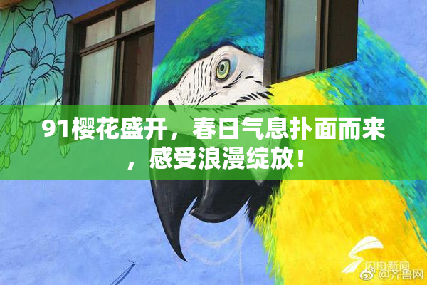 91樱花盛开，春日气息扑面而来，感受浪漫绽放！