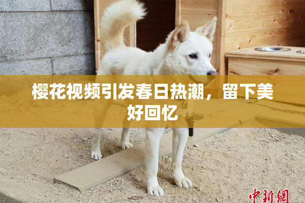 樱花视频引发春日热潮，留下美好回忆