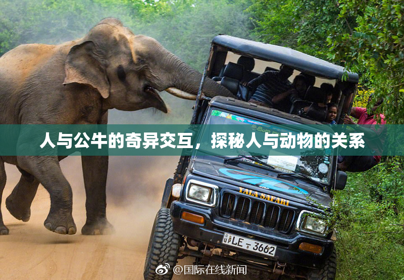 人与公牛的奇异交互，探秘人与动物的关系