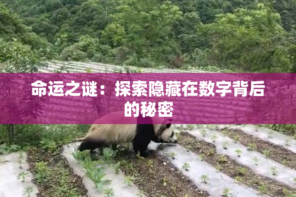 命运之谜：探索隐藏在数字背后的秘密