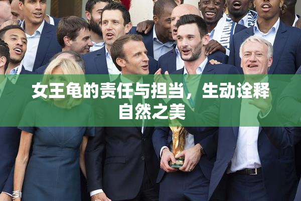 女王龟的责任与担当，生动诠释自然之美