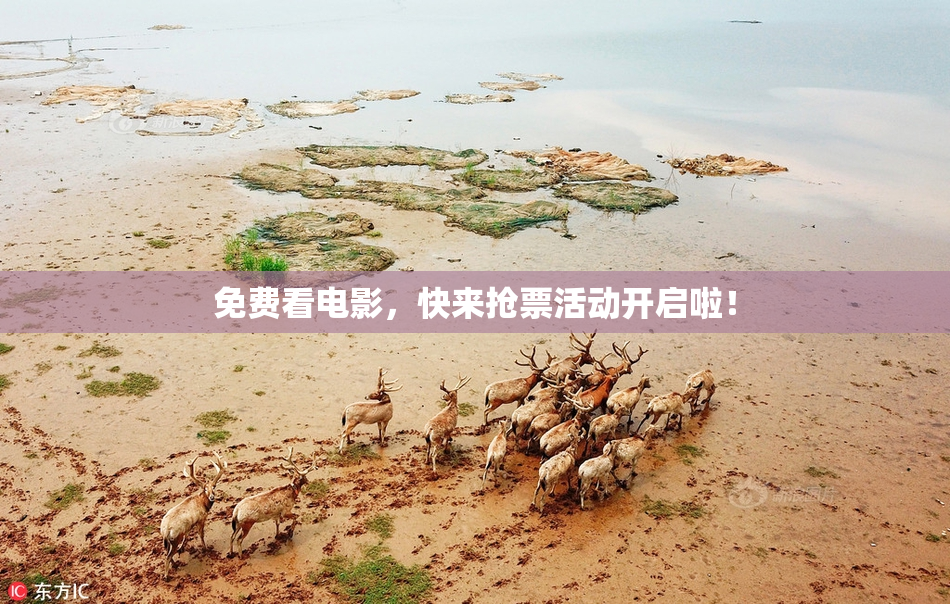 免费看电影，快来抢票活动开启啦！