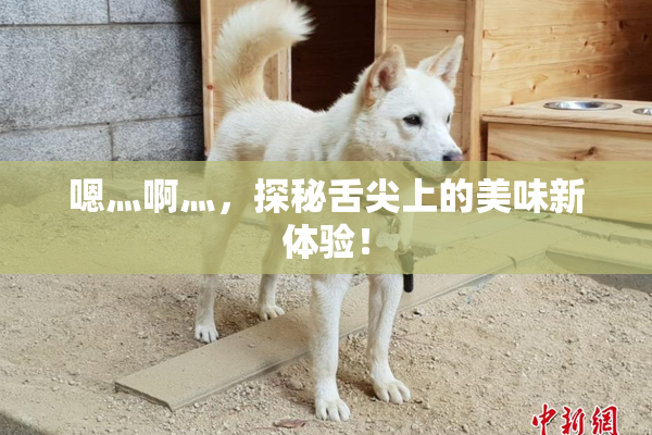嗯灬啊灬，探秘舌尖上的美味新体验！