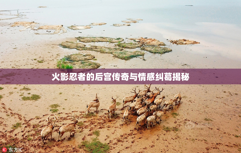火影忍者的后宫传奇与情感纠葛揭秘