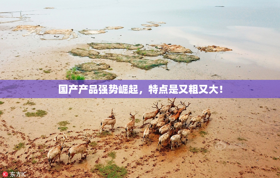 国产产品强势崛起，特点是又粗又大！