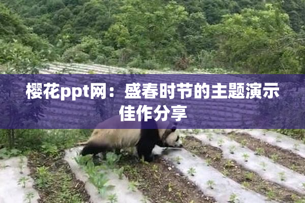 樱花ppt网：盛春时节的主题演示佳作分享