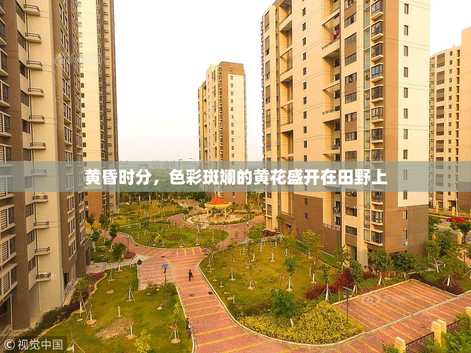 黄昏时分，色彩斑斓的黄花盛开在田野上