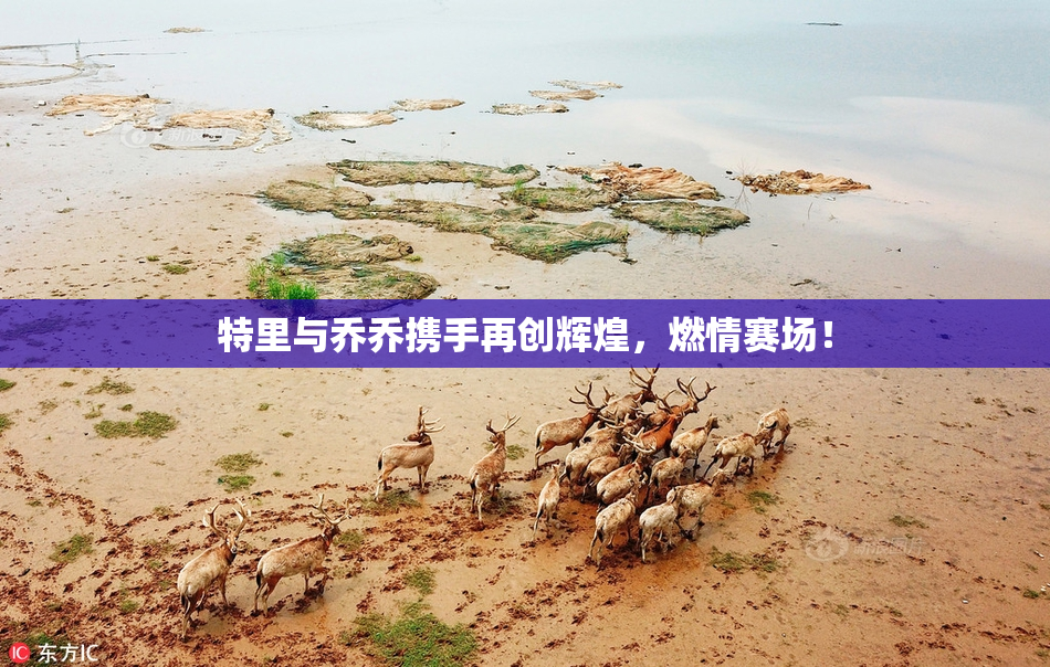 特里与乔乔携手再创辉煌，燃情赛场！