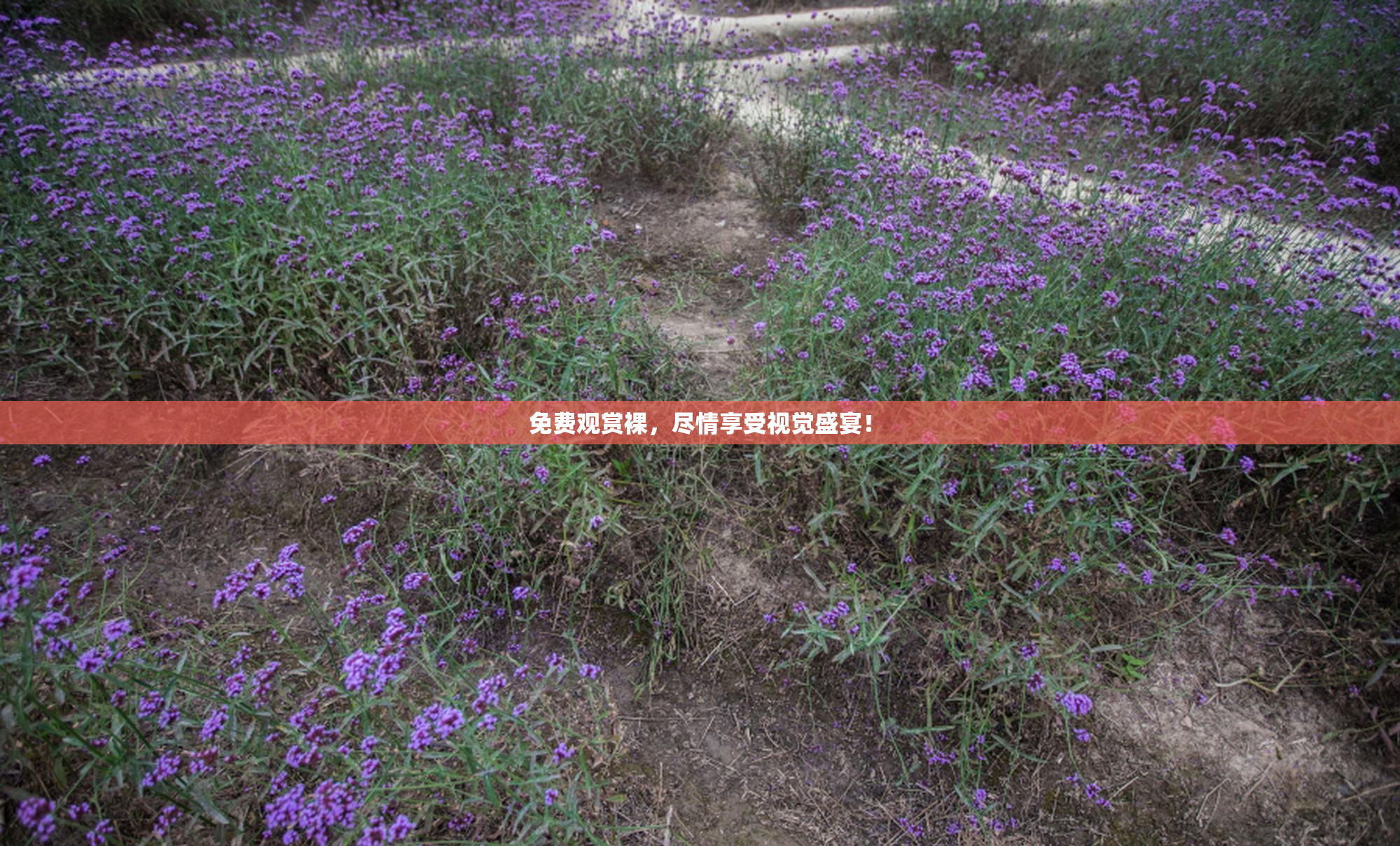 免费观赏裸，尽情享受视觉盛宴！