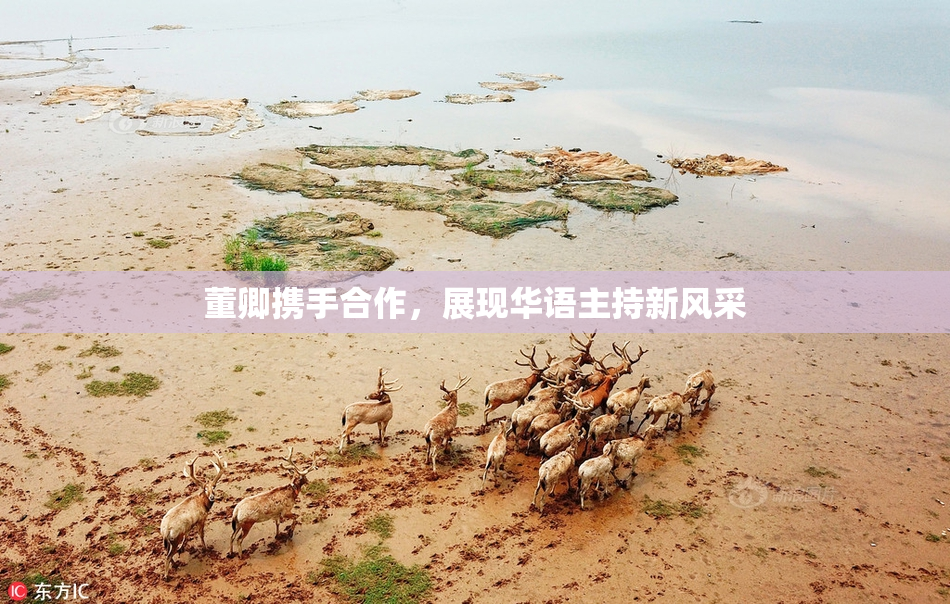 董卿携手合作，展现华语主持新风采