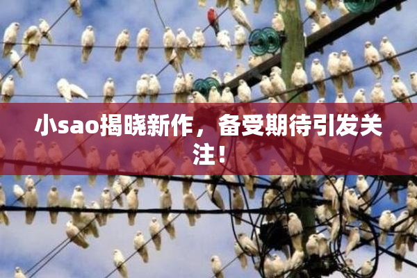 小sao揭晓新作，备受期待引发关注！