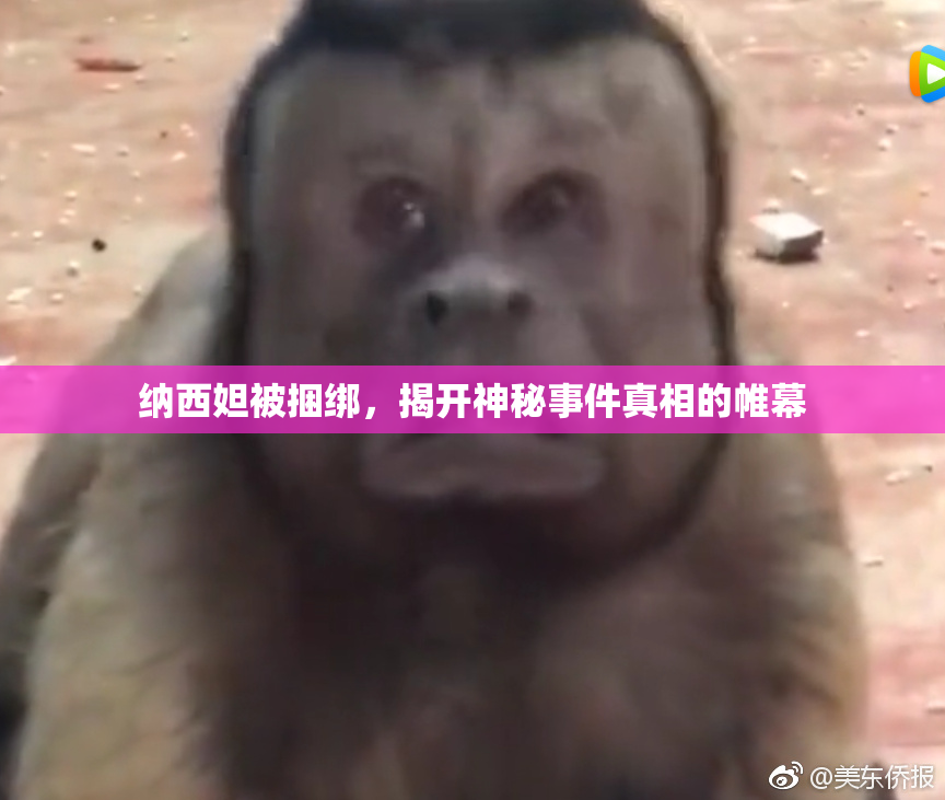 纳西妲被捆绑，揭开神秘事件真相的帷幕