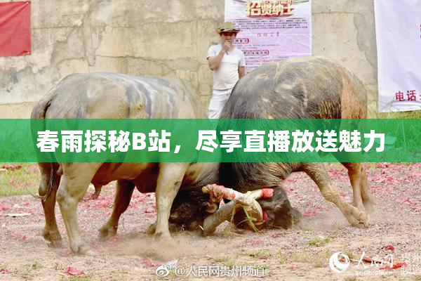 春雨探秘B站，尽享直播放送魅力