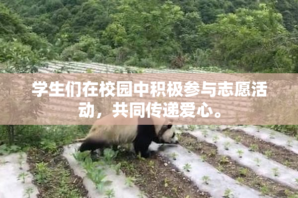 学生们在校园中积极参与志愿活动，共同传递爱心。