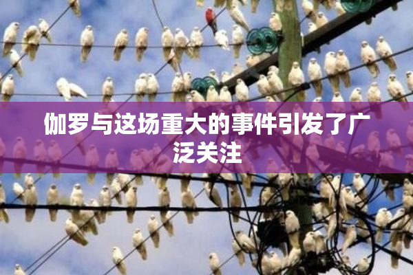 伽罗与这场重大的事件引发了广泛关注
