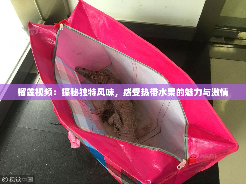 榴莲视频：探秘独特风味，感受热带水果的魅力与激情