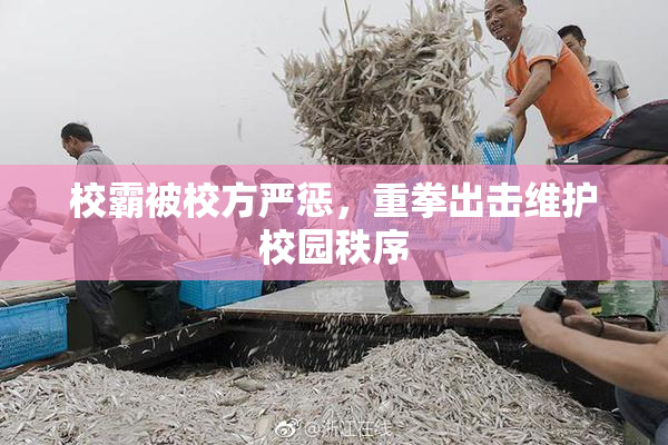 校霸被校方严惩，重拳出击维护校园秩序
