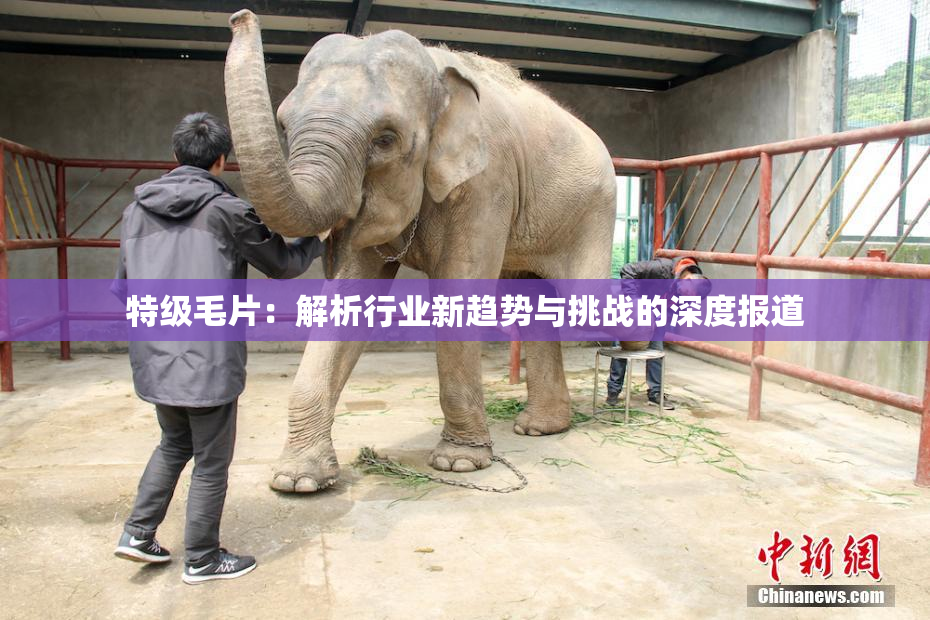 特级毛片：解析行业新趋势与挑战的深度报道