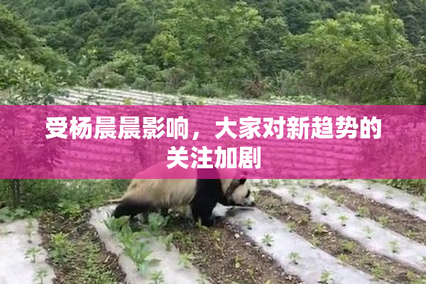 受杨晨晨影响，大家对新趋势的关注加剧