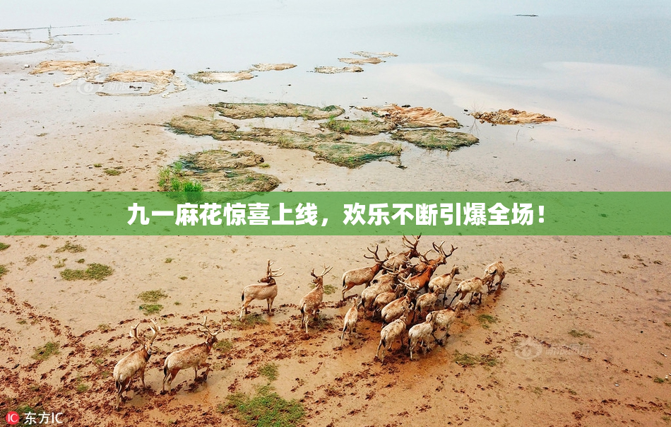 九一麻花惊喜上线，欢乐不断引爆全场！
