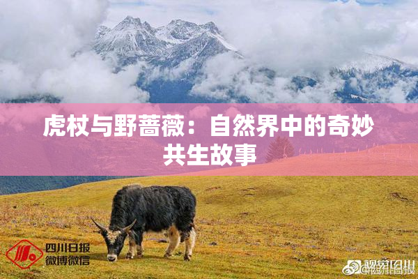 虎杖与野蔷薇：自然界中的奇妙共生故事