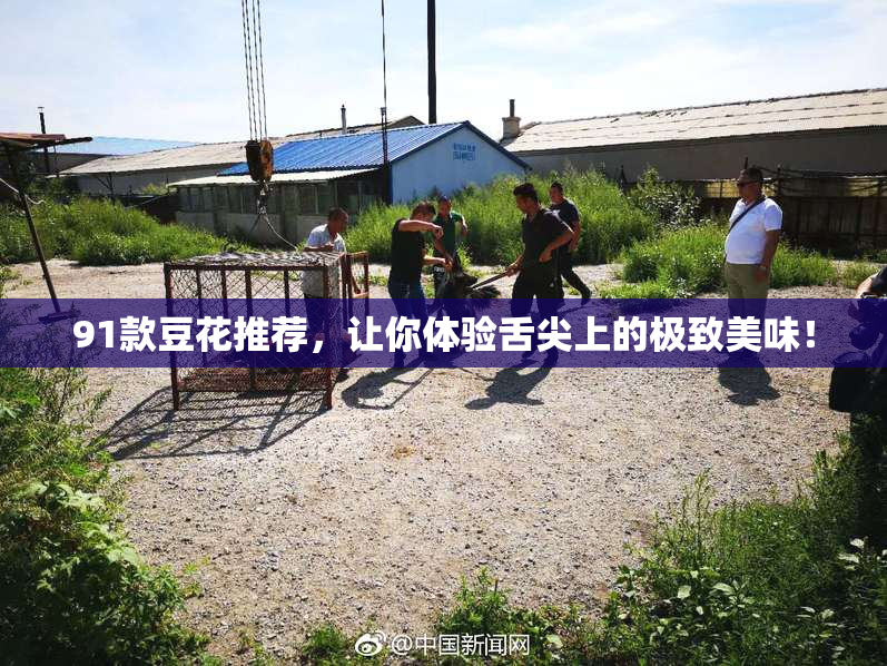 91款豆花推荐，让你体验舌尖上的极致美味！