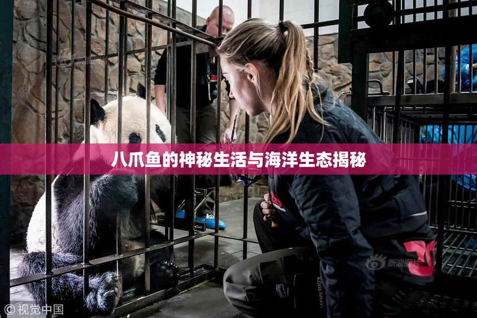 八爪鱼的神秘生活与海洋生态揭秘