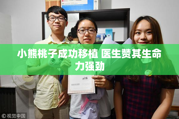 小熊桃子成功移植 医生赞其生命力强劲