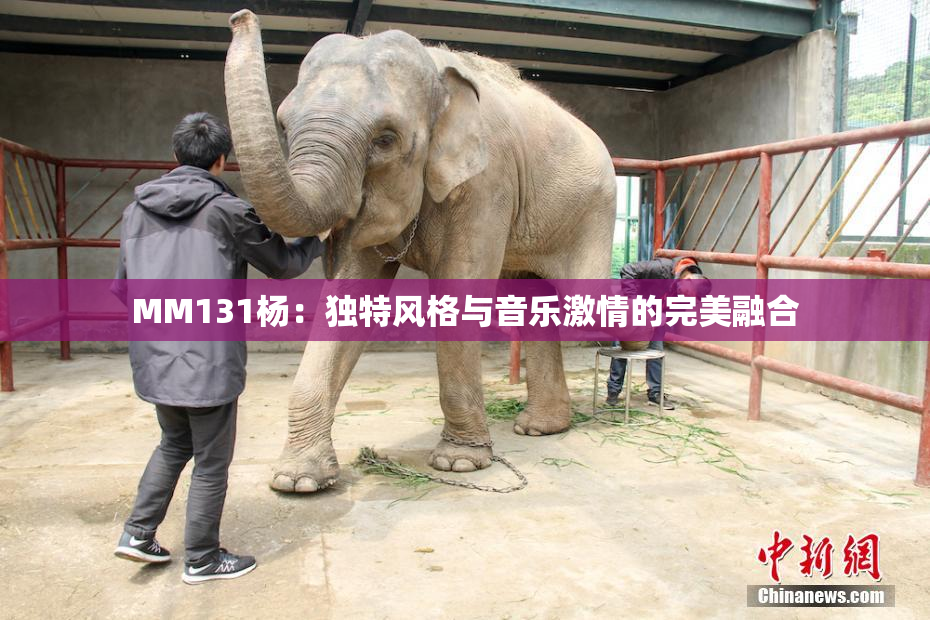 MM131杨：独特风格与音乐激情的完美融合